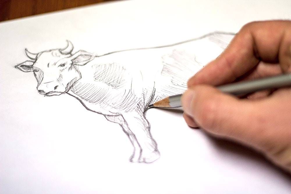 Zeichnung Kuh