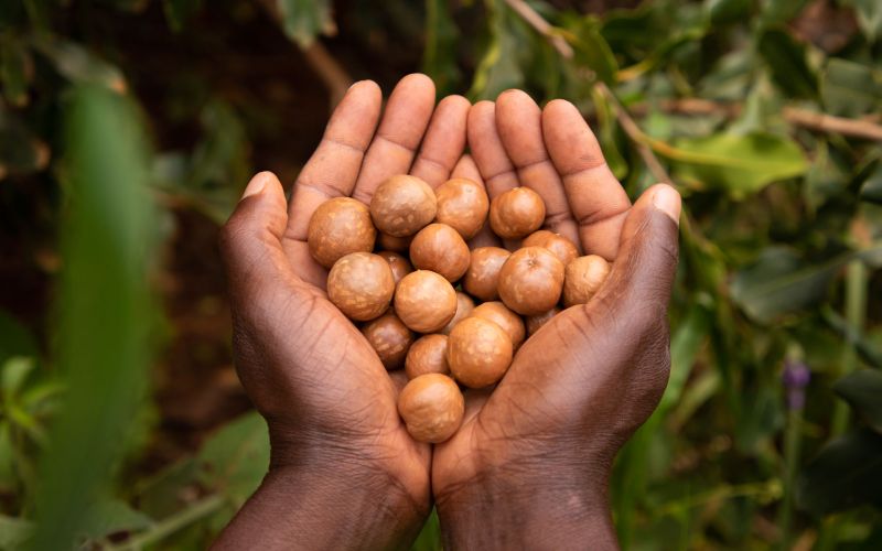 Bio-Macadamia aus Afrika von Limbua